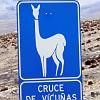 Vicunas Crossing